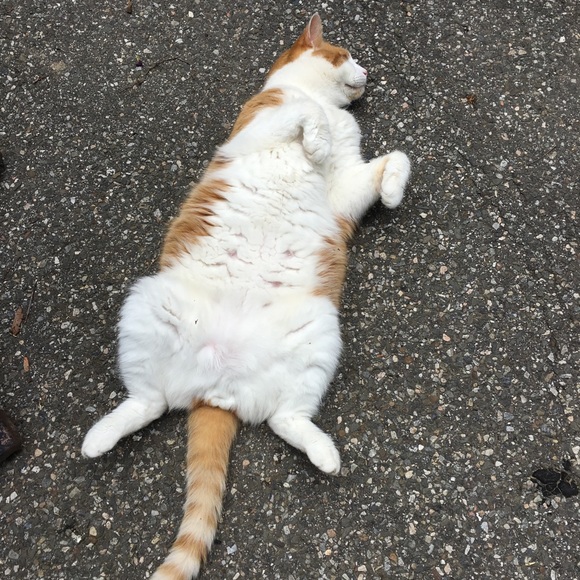 🌺🌿Meet your Posher, Deb 🌿🌺 - Picture 4 of 5